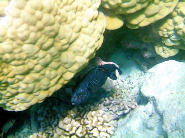 Shy Guineafowl puffer fish.